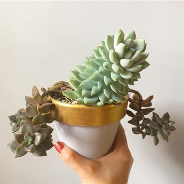 xSedeveria Lilac Mist
