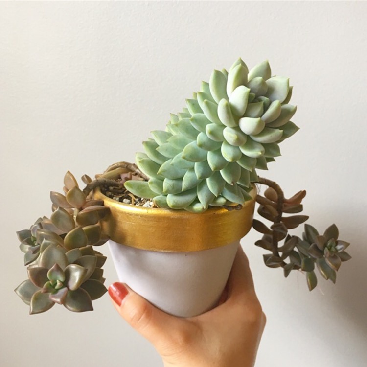 Plant image xSedeveria Lilac Mist