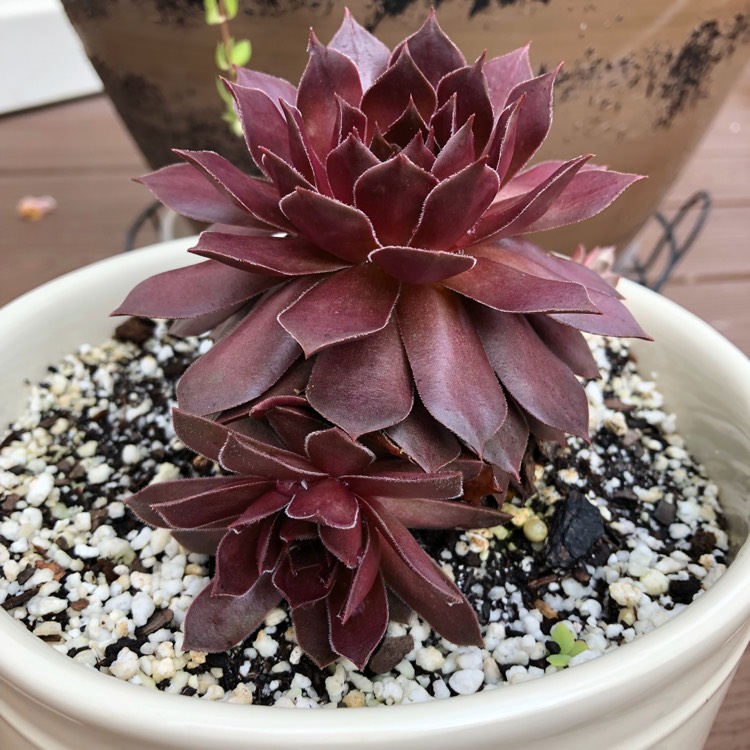 plant image 883471
