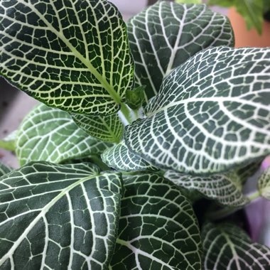 Fittonia argyroneura syn. Fittonia verschaffeltii
