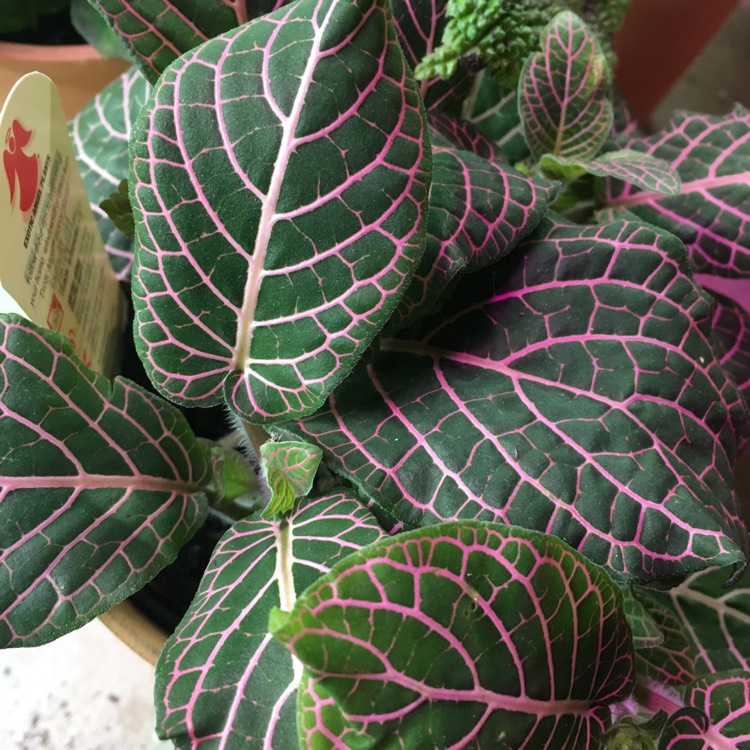 Plant image Fittonia Argyroneura 'Red Vein'