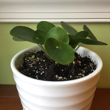 Pilea peperomioides