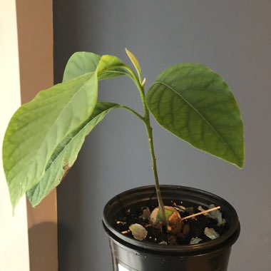 Persea americana  syn. Persea gratissima