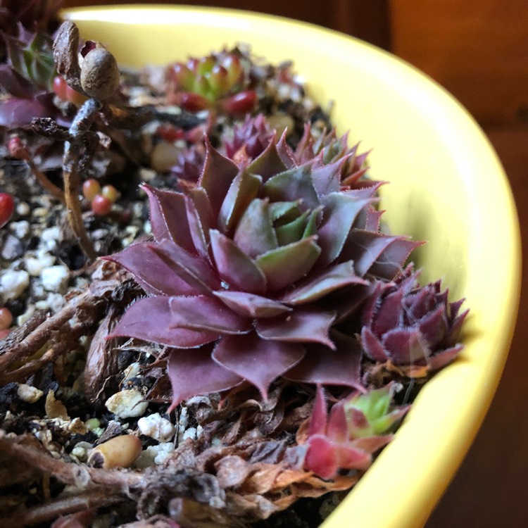 plant image 925582