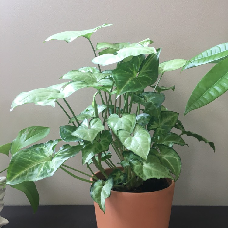 plant image 970606