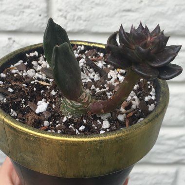 Echeveria Black Prince