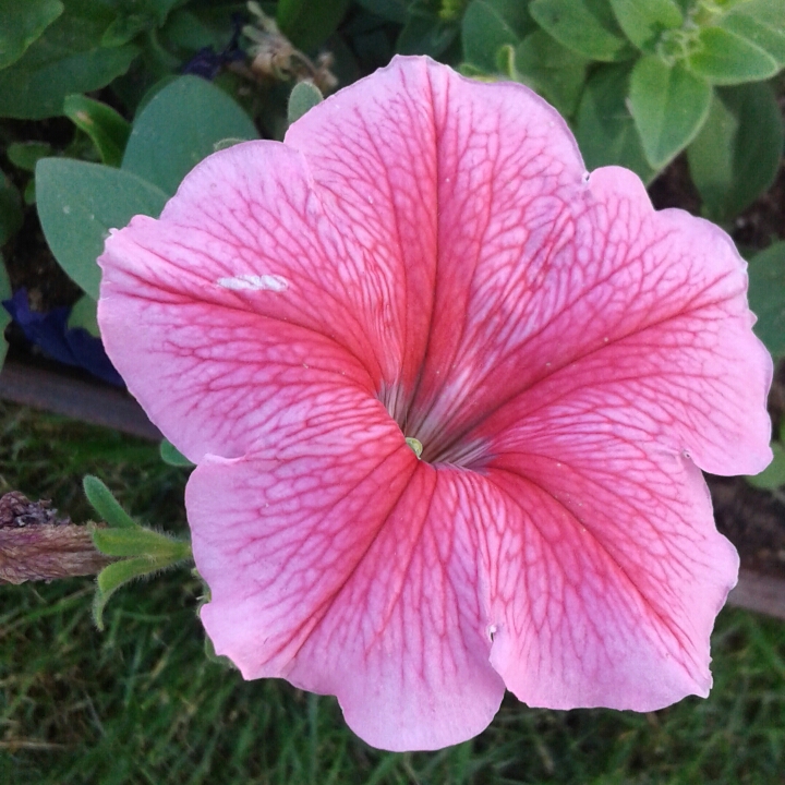 plant image 1265706 plant image 1265706