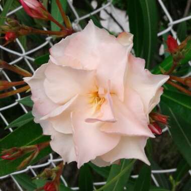 Nerium oleander