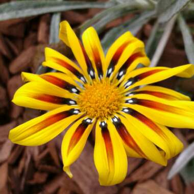 Gazania 'Tiger Stripes Mixed'