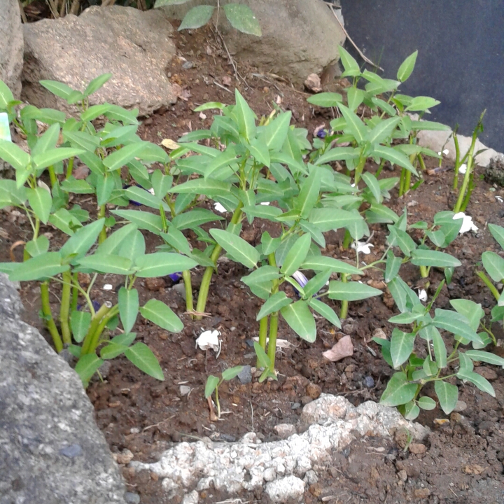 plant image 1267012