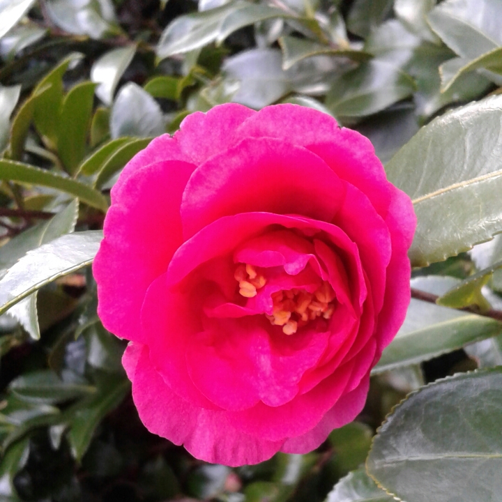 plant image 1268295
