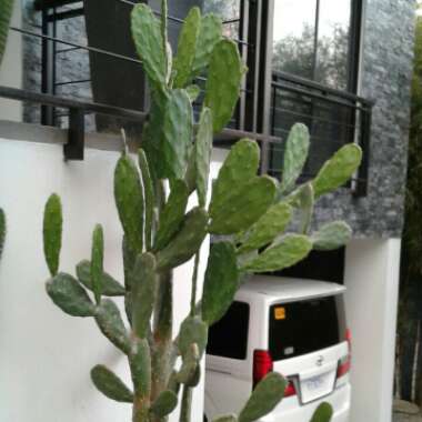 Opuntia microdasys