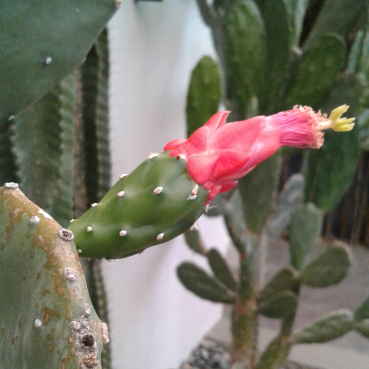 plant image 1270634