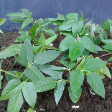 Phaseolus Vulgaris