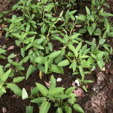 Ipomoea aquatica