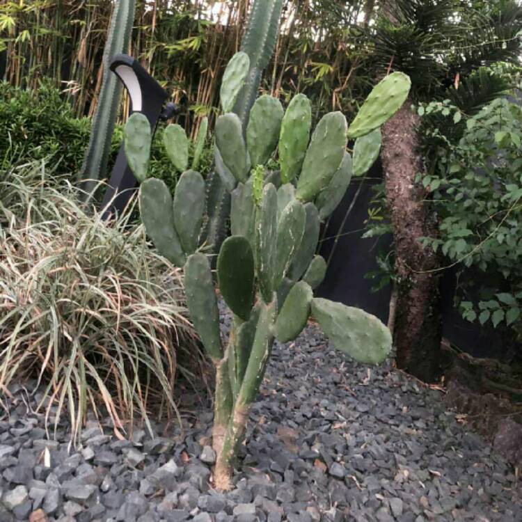 plant image 1278842