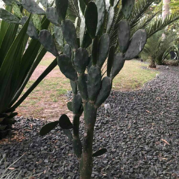 plant image 1278844
