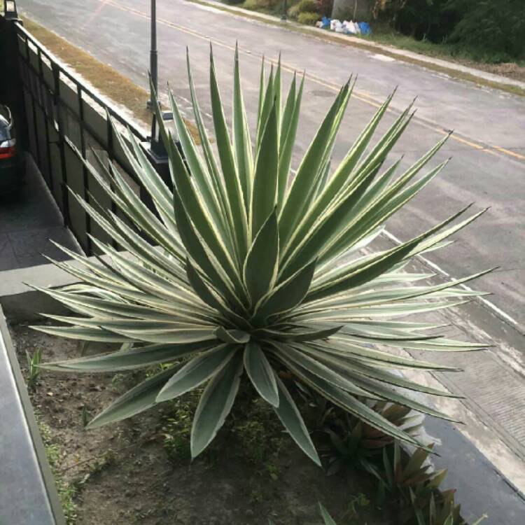 Plant image Agave Joe Hoak