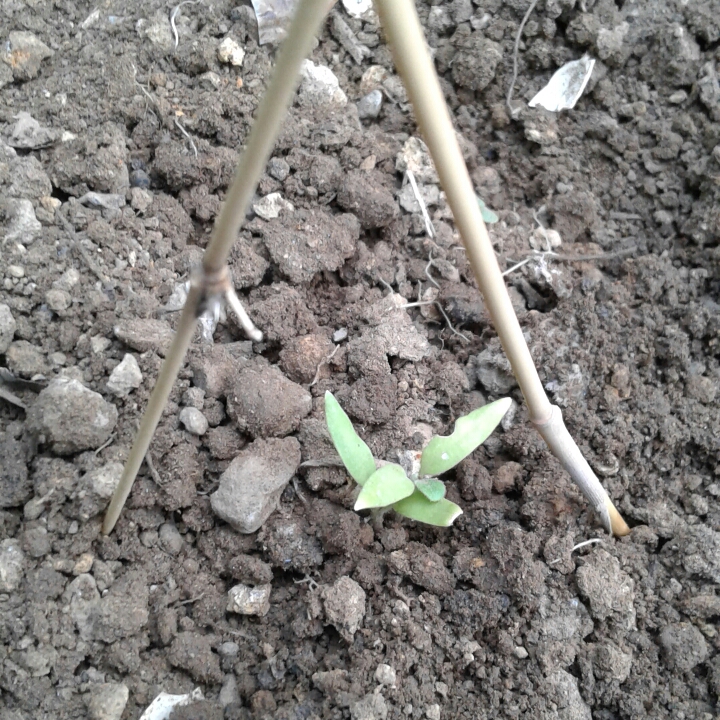 Plant image Solanum melongena 'Ichiban'
