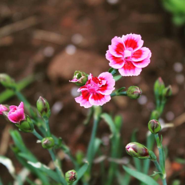Plant image Dianthus 'Pink Kisses'