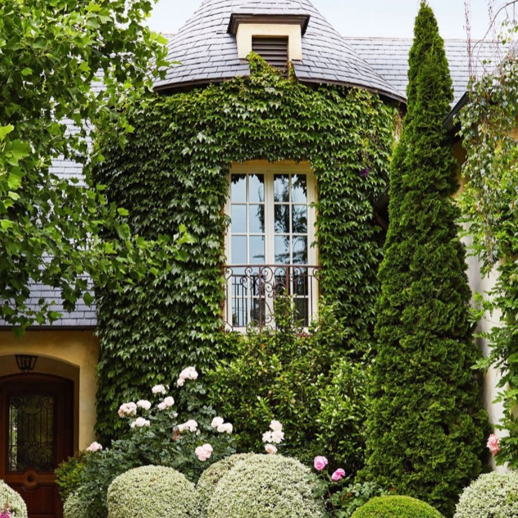 Plant image Thuja occidentalis 'Emerald Green'