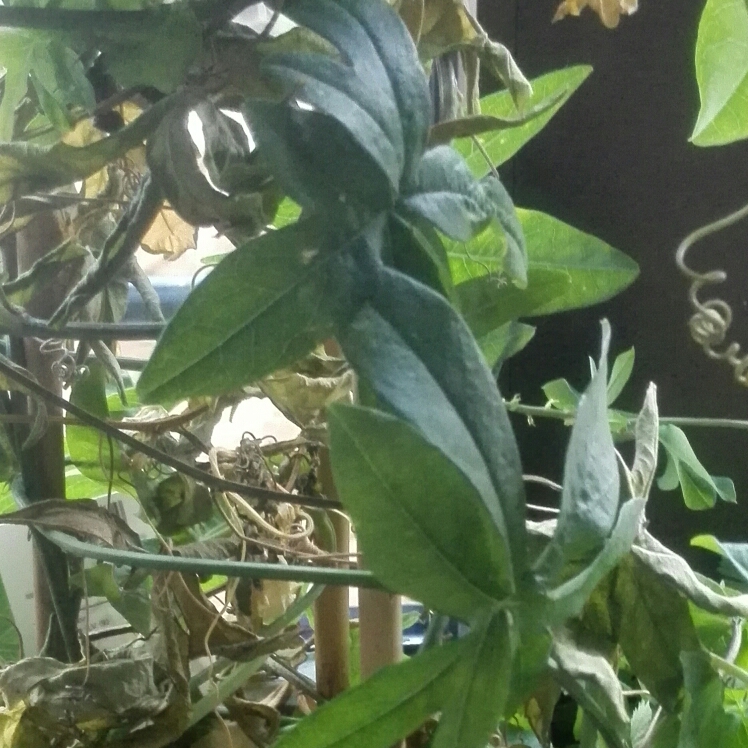 Plant image Passiflora antioquiensis