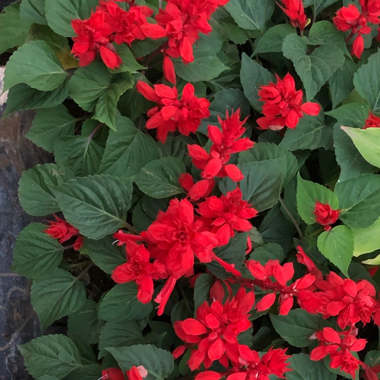 plant image 1202457