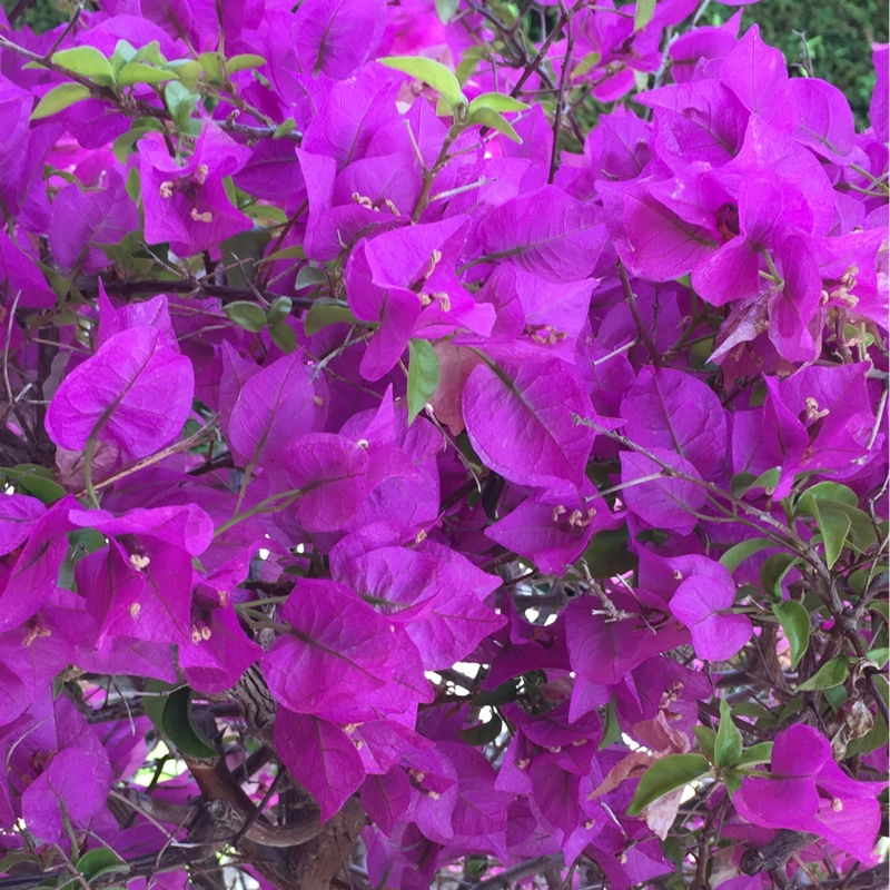 plant image 151437