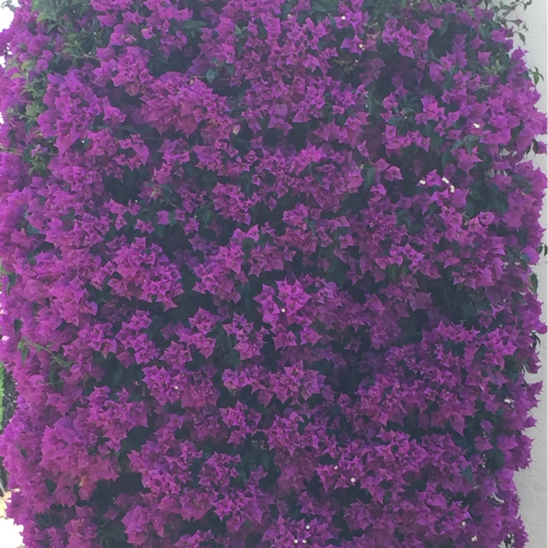 Plant image Bougainvillea 'Glabra'