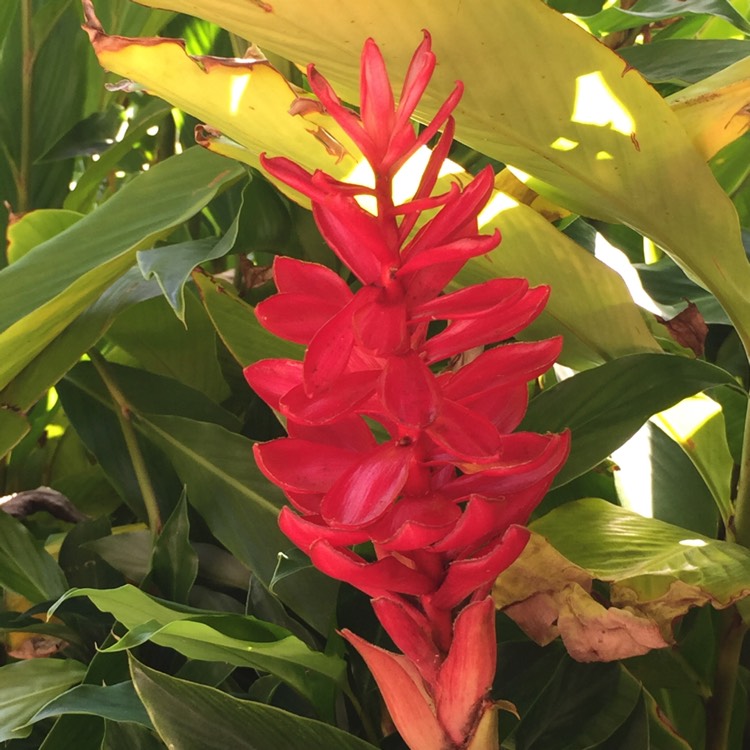 Plant image Alpinia Purpurata