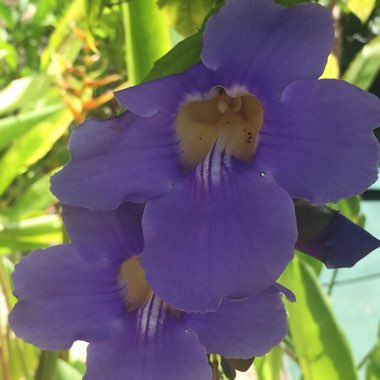 Bengal Clock Vine