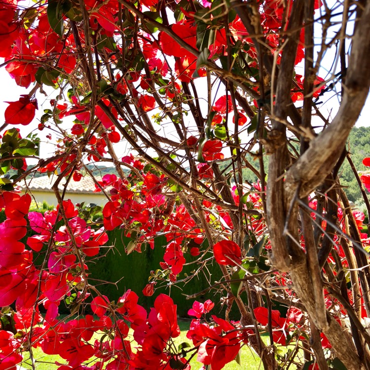 plant image 700016