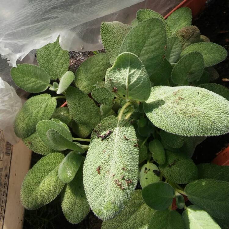 plant image 482451
