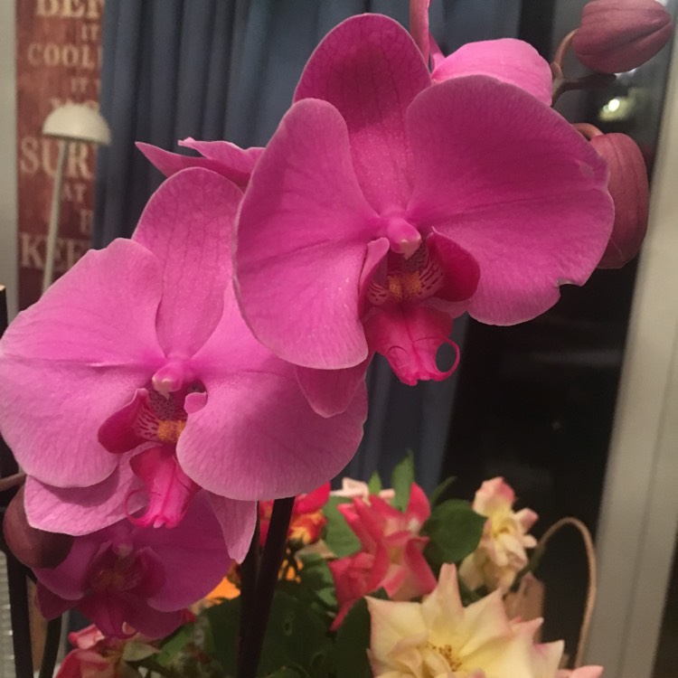 plant image 744580