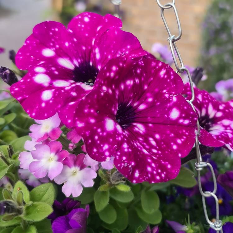 Plant image Petunia 'Kleph17342' syn. Petunia 'Pink Sky', Petunia 'BabyDoll', Petunia 'Headliner Pink Sky'