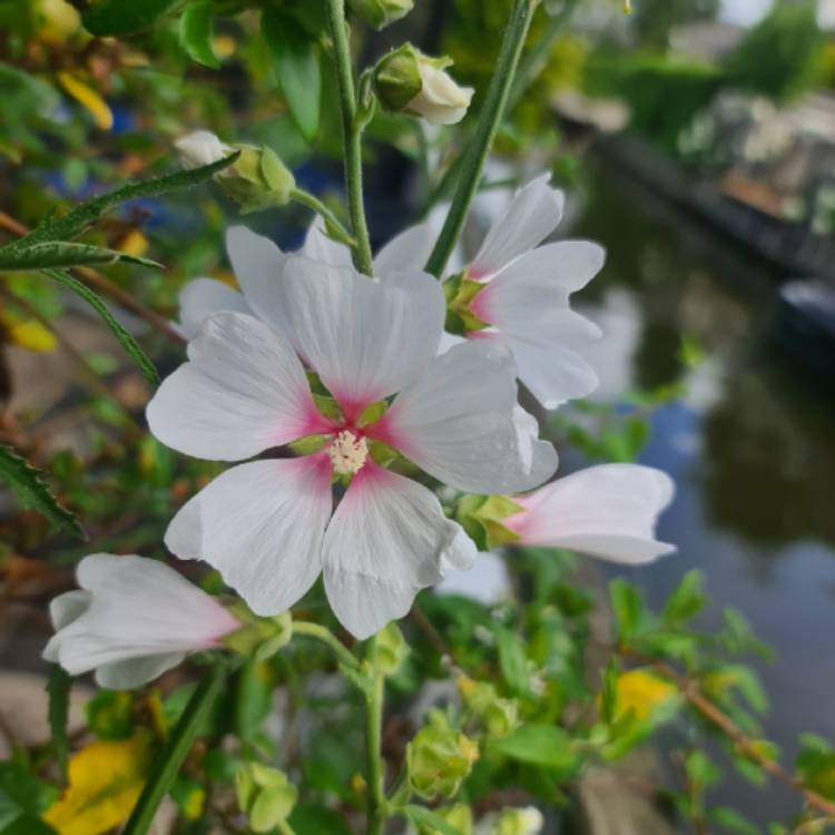 Plant image Lavatera x clementii 'Mary Hope'