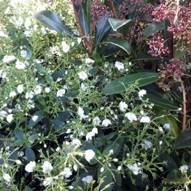 Stephen's garden