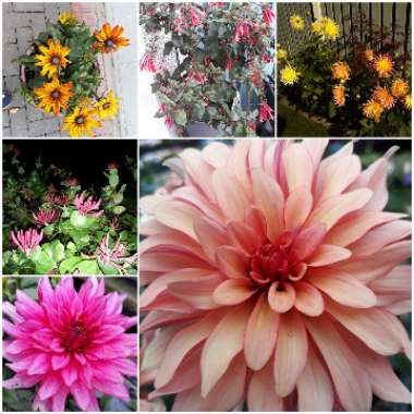Stephen's garden