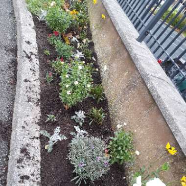 Stephen's garden