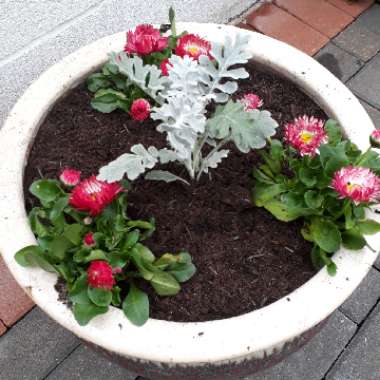Stephen's garden
