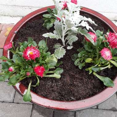 Stephen's garden