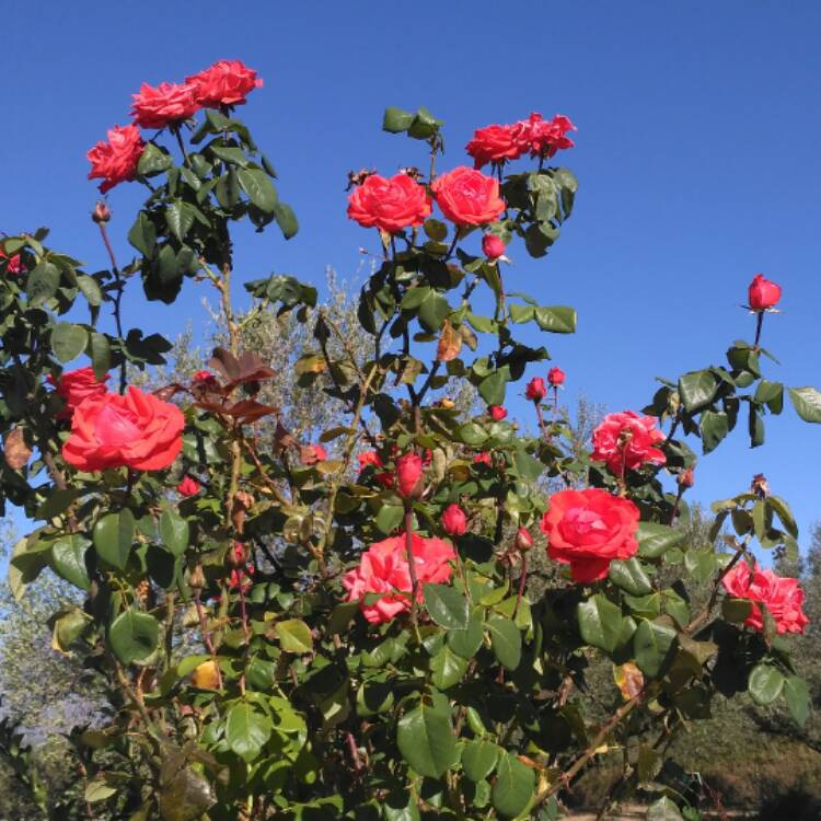 plant image 565098 plant image 565098