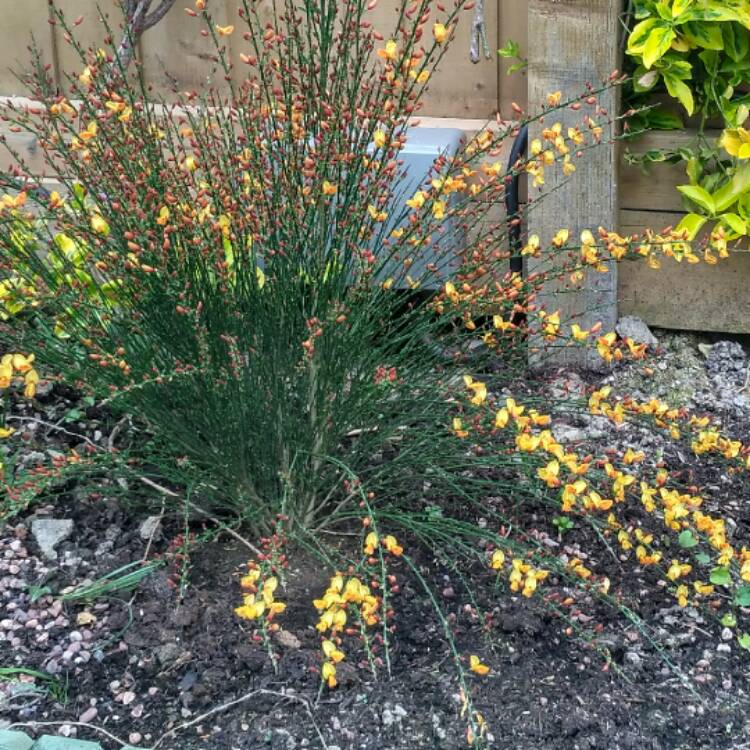 Plant image Cytisus x boskoopii 'Apricot Gem' syn. Cytisus 'Apricot Gem'