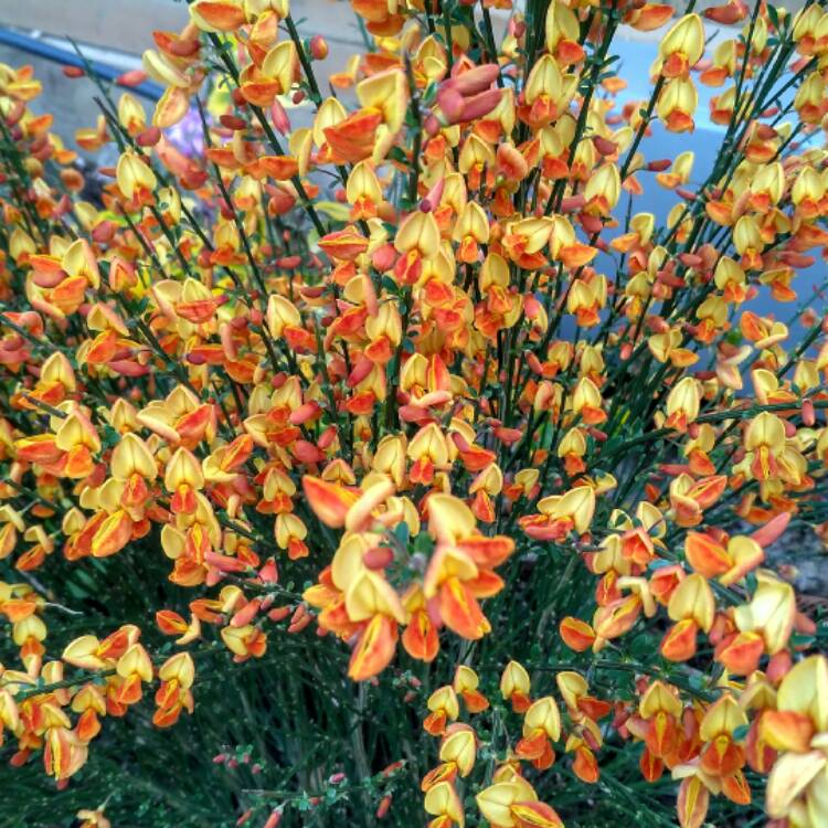 plant image 694006