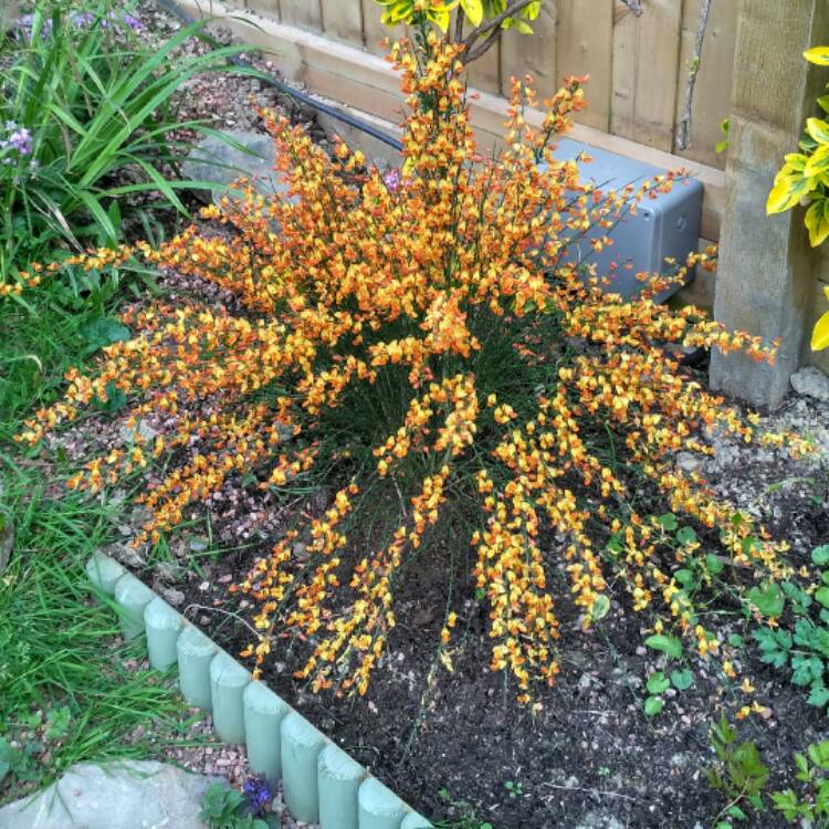 plant image 694008