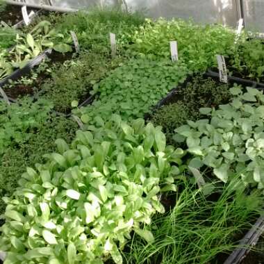 David's garden