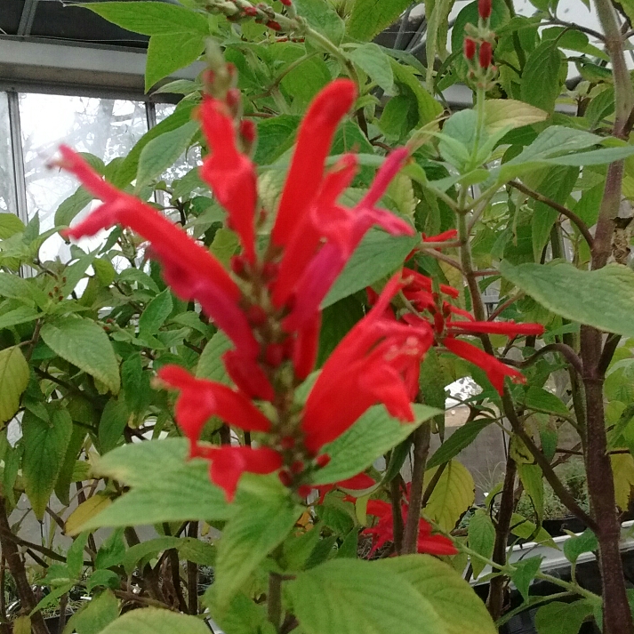 Plant image Salvia elegans 'Pineapple Sage'