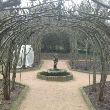 David's garden