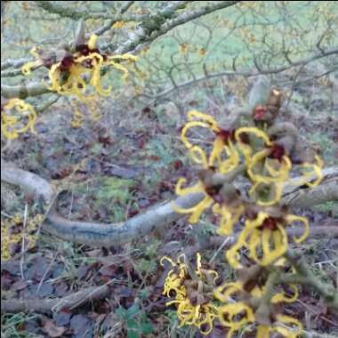 Chinese Witch Hazel