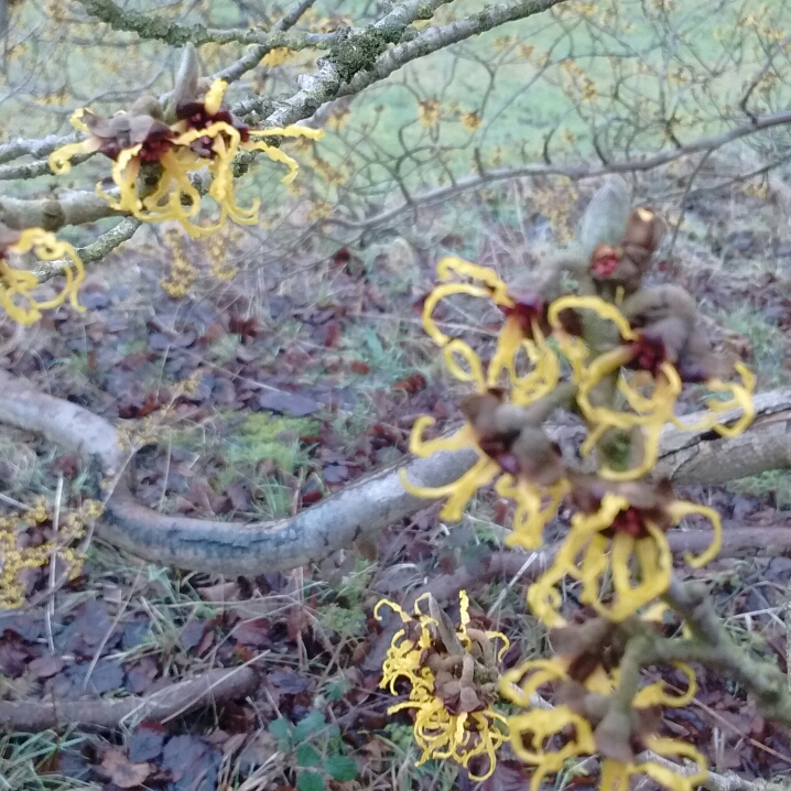 Plant image Hamamelis mollis